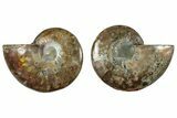 Cut & Polished, Crystal-Filled Ammonite Fossil - Madagascar #292794-1